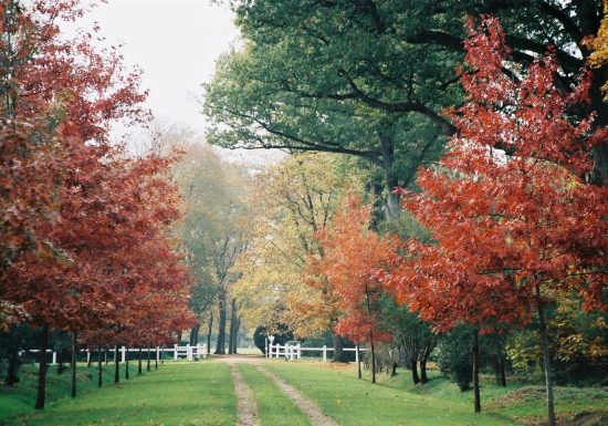 Parc du château du Martreil