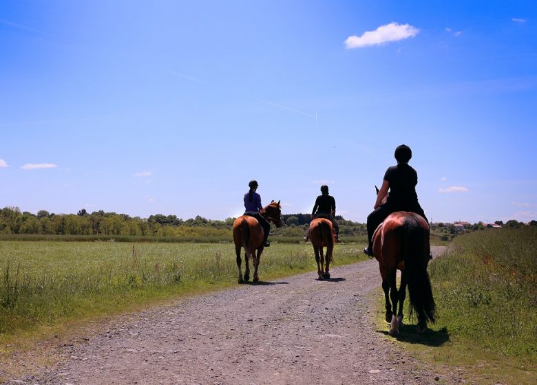 Yoga et cheval à Vignes en Selle