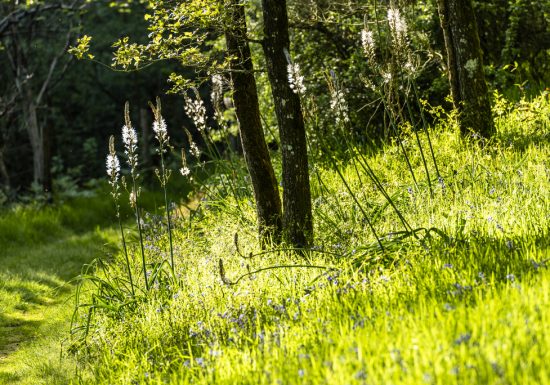 Sentier d’interprétation “Le Rocher du Manis” /!\ Fermé temporairement