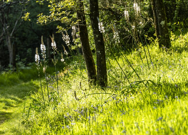 Sentier d’interprétation “Le Rocher du Manis” /!\ Fermé temporairement