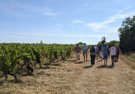 Pique-nique vigneron aux vignes de l’Alma
