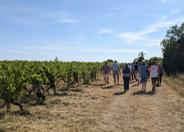 Pique-nique vigneron aux vignes de l’Alma