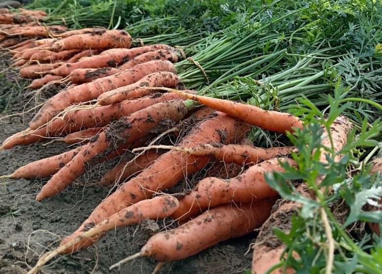 La Ferme du Cormier, maraicher biologique