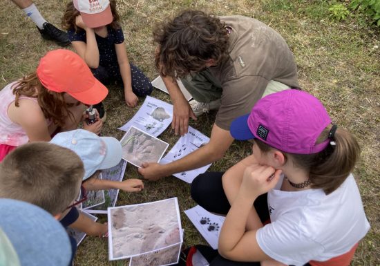 Le castor, animation nature à Cap Loire à 30 minute d’Angers