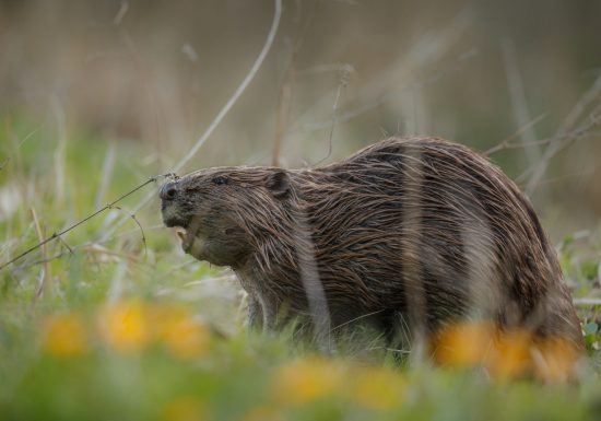 Le castor, animation nature à Cap Loire à 30 minute d’Angers