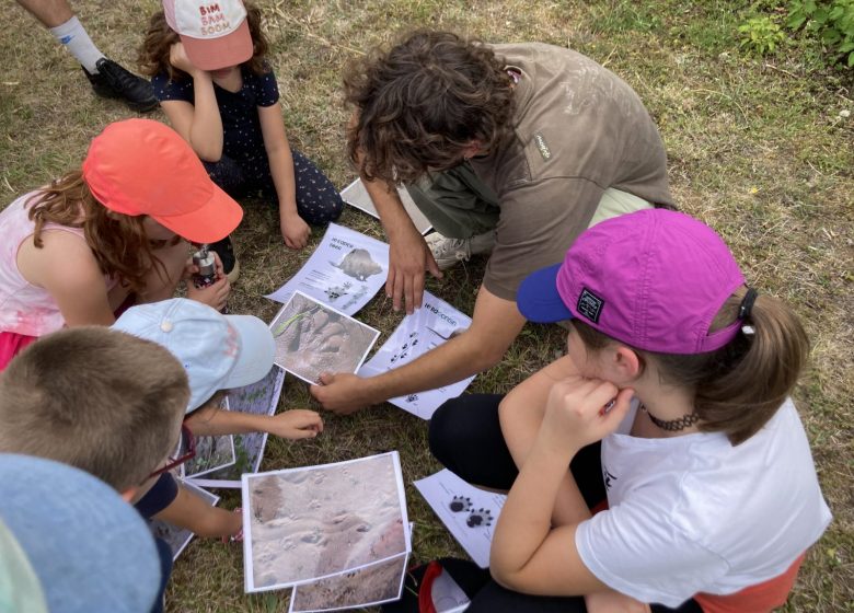 Le castor, animation nature à Cap Loire à 30 minute d’Angers