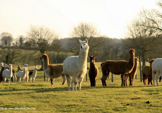 Gite l’Atelier – Ferme Brin de Laine Brin de Paille