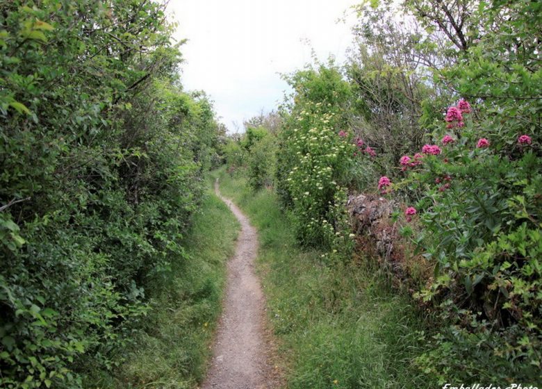 Balade photographique “Spécial orchidées” à Chateaupanne, Montjean-sur-Loire