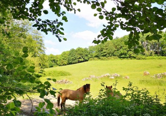 Randonnée “De la Grossière à Tiffauges”
