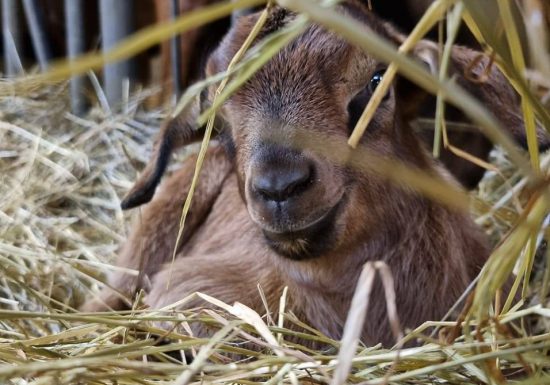 EARL Chevretheil, fromage de chèvre et savons artisanaux