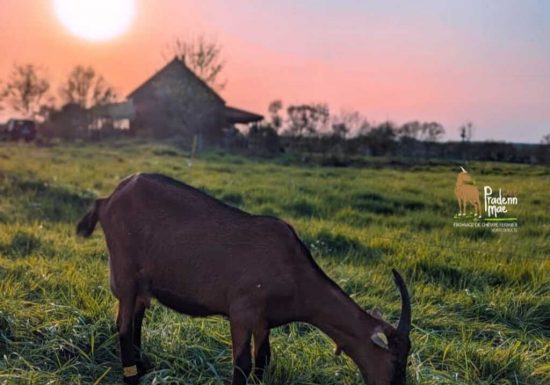 GAEC Pradenn Mae Fromagerie-Chèvrerie