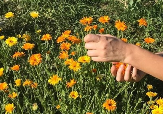 Le simple jardin de Claudine, productrice et créatrice inspirée par les plantes