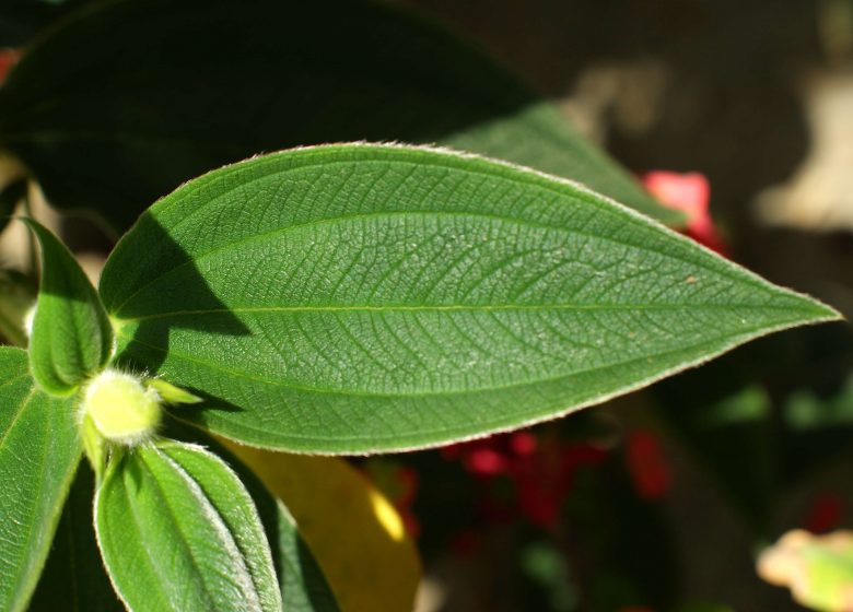 Fêtons les plantes médicinales bio et locales