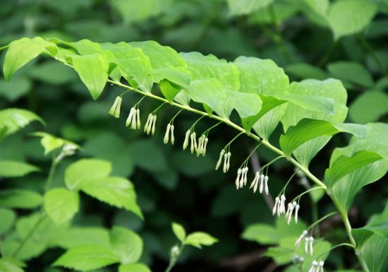 Découverte des plantes sauvages comestibles