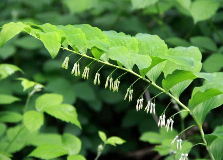 Découverte des plantes sauvages comestibles