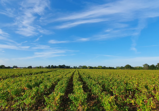 Domaine de la Colline – Vignoble Papin