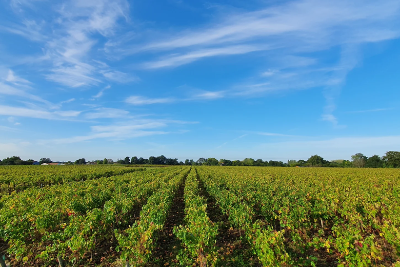 Vignoble Vincent et Damien Papin