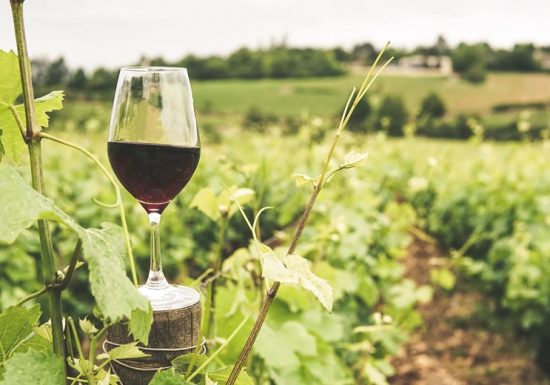 Domaine de la Colline – Vignoble Papin