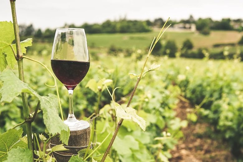 Vignoble Vincent et Damien Papin