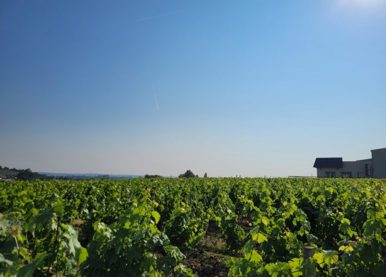 Domaine Delaunay