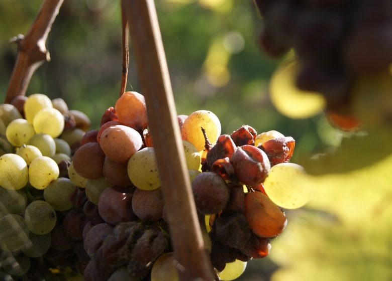 Domaine Delaunay : Visite et dégustation dans un Domaine Viticole