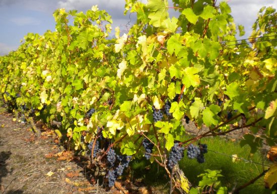 Domaine de la Gironnière