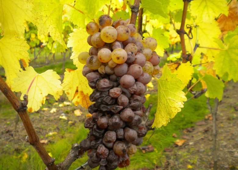 Domaine de la Gironnière