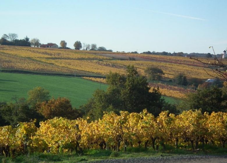 PANORAMA SUR LES COTEAUX DE LOIRE AUX GALLOIRES