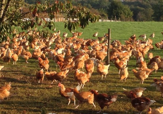 Gaec de l’Orionnère