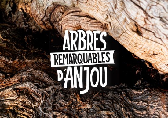 Exposition « Arbres remarquables d’Anjou »