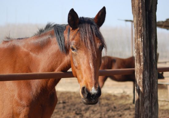 Les écuries du Beuvron
