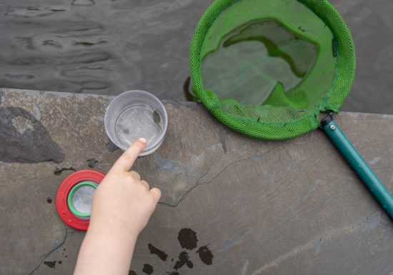 Initiation aux milieux aquatiques et ornithologiques de la Loire