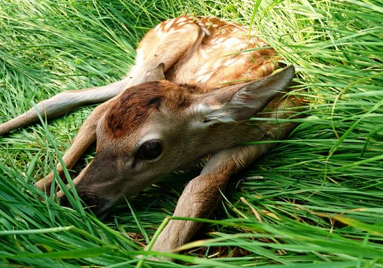 Les cerfs de la Fardelière