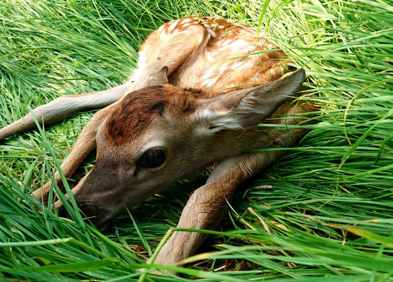 Les cerfs de la Fardelière