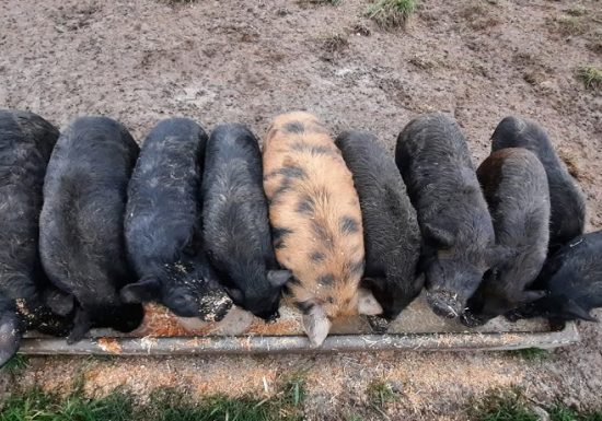 La ferme Partages