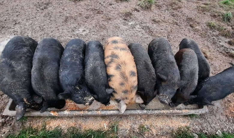 La ferme Partages
