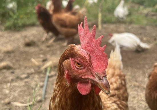 La ferme Partages