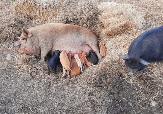 La ferme Partages