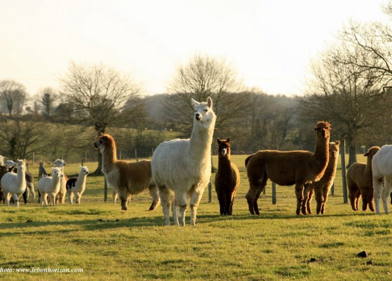 Ferme Brin de Laine Brin de Paille