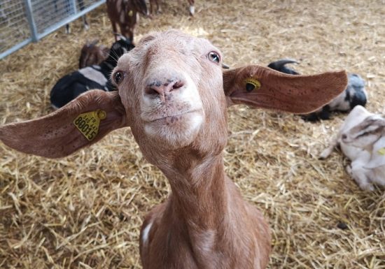 La Ferme Des Caprices D’anglos