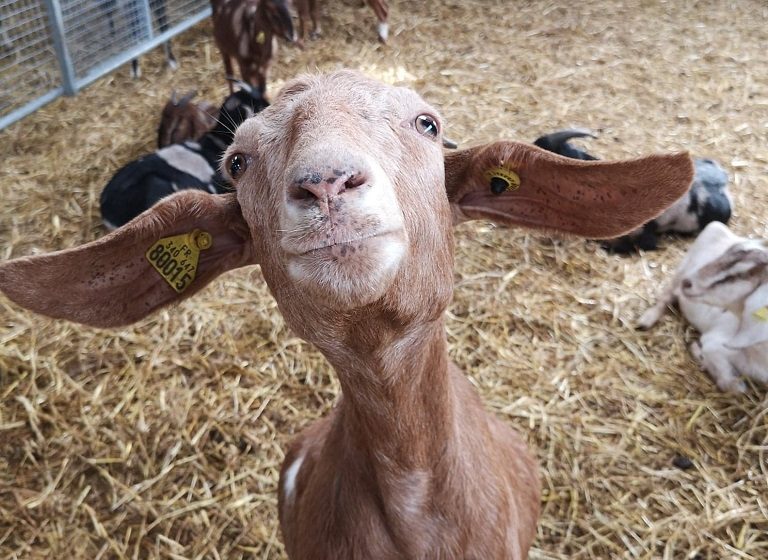 La Ferme Des Caprices D’anglos