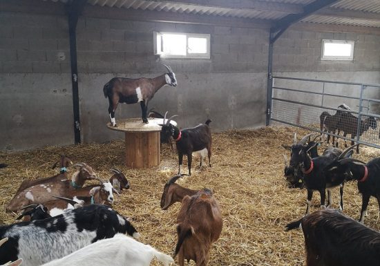 La Ferme Des Caprices D’anglos