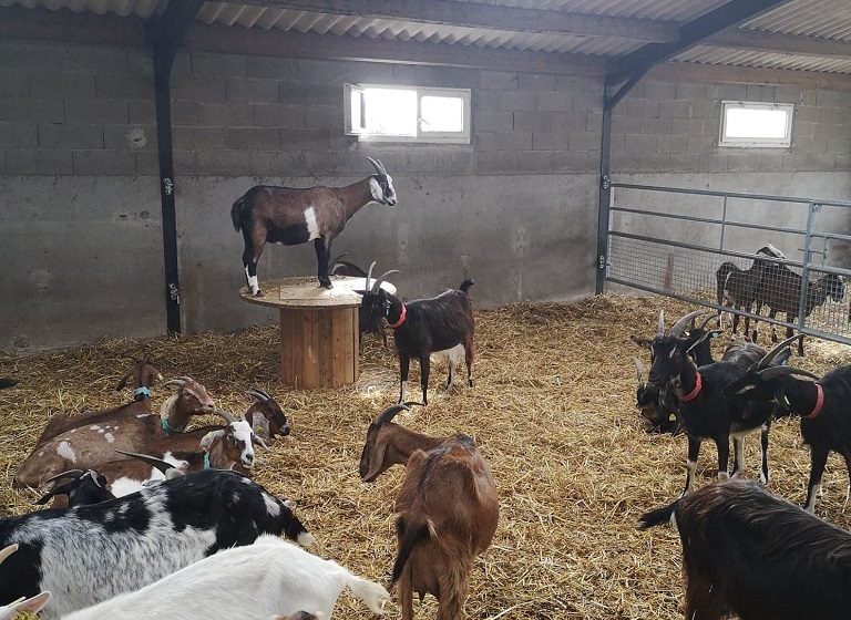 La Ferme Des Caprices D’anglos