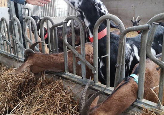 La Ferme Des Caprices D’anglos