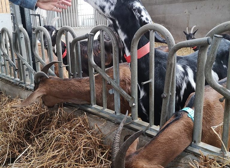 La Ferme Des Caprices D’anglos