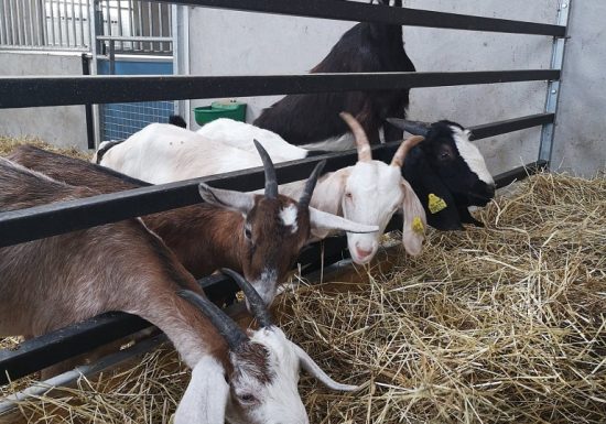 La Ferme Des Caprices D’anglos