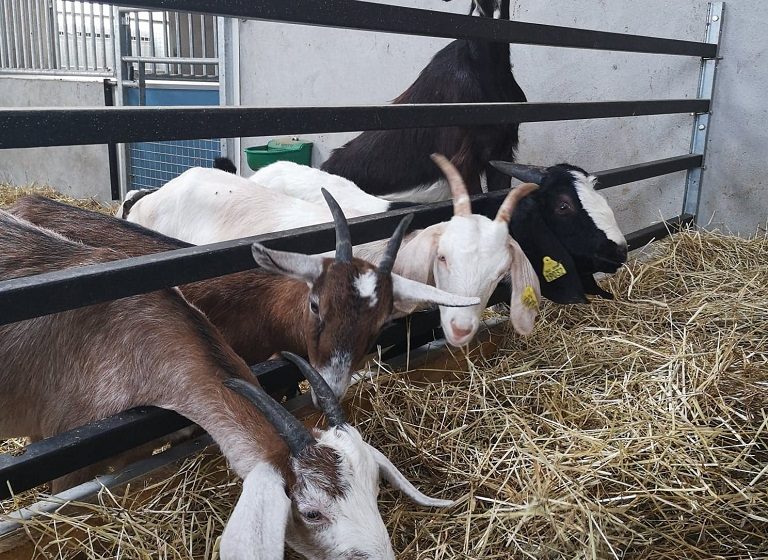 La Ferme Des Caprices D’anglos