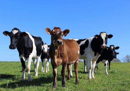 La Ferme des Prés d’Orée
