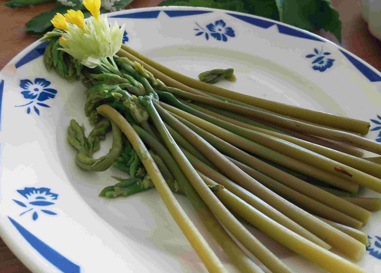 Stage cueillette et cuisine des plantes sauvages comestibles