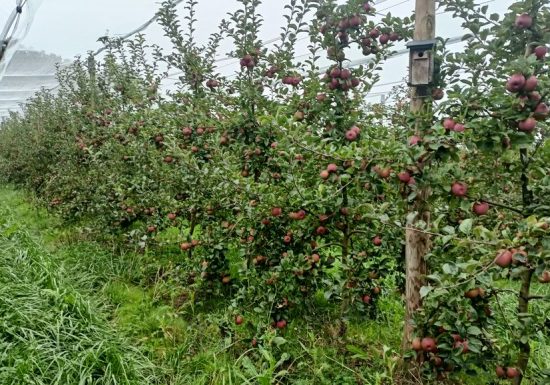 Le Verger de la Petite-Rainette